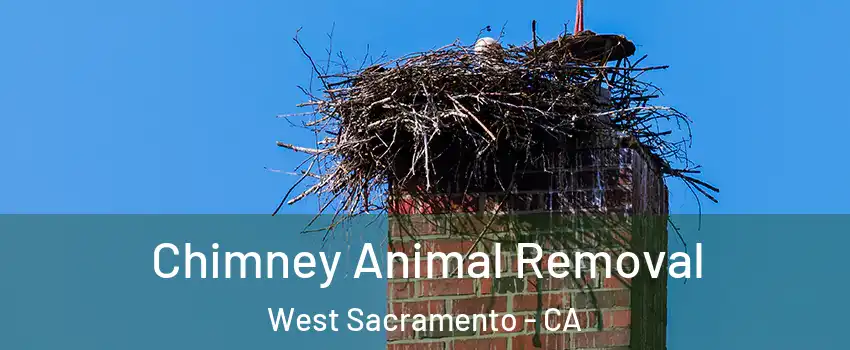 Chimney Animal Removal West Sacramento - CA