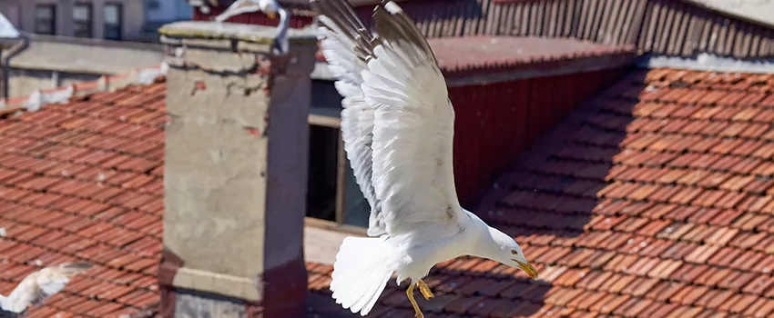Residential Chimney Animal Removal Solution in West Sacramento, CA
